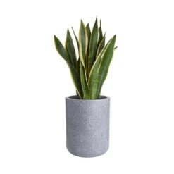 CONCRETE Pflanztopf Outdoor Höhe 32cm -Einrichtungsgeschäft 10226302 2