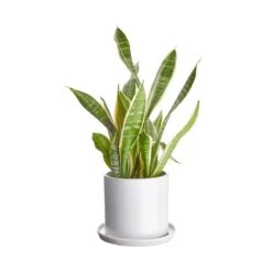 PLANT PLACE Blumentopf Mit Teller Ø16cm -Einrichtungsgeschäft 10227638 1